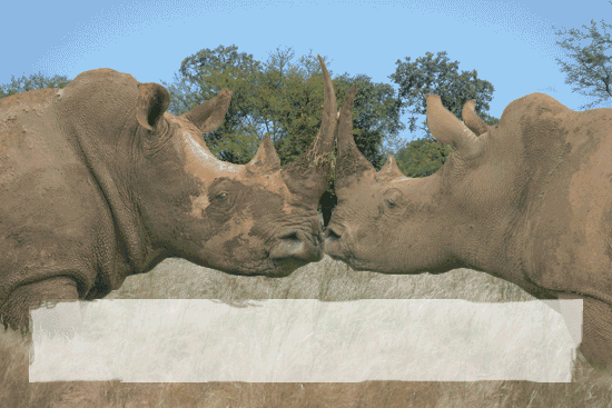 Disappearing Sumatran Rhino - save the species